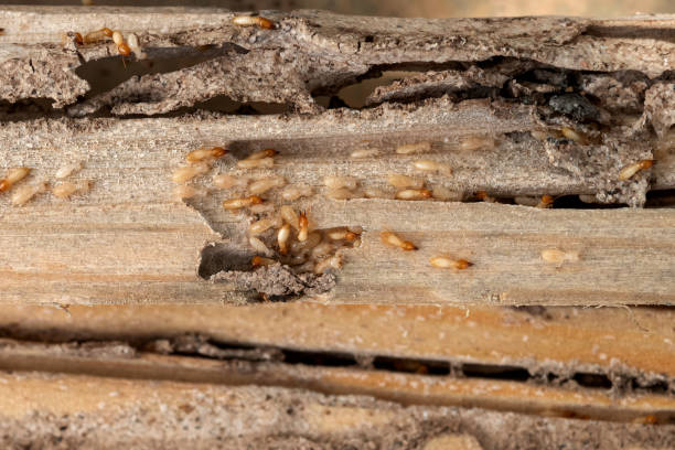 Reliable Logansport, IN Pest Control Solutions